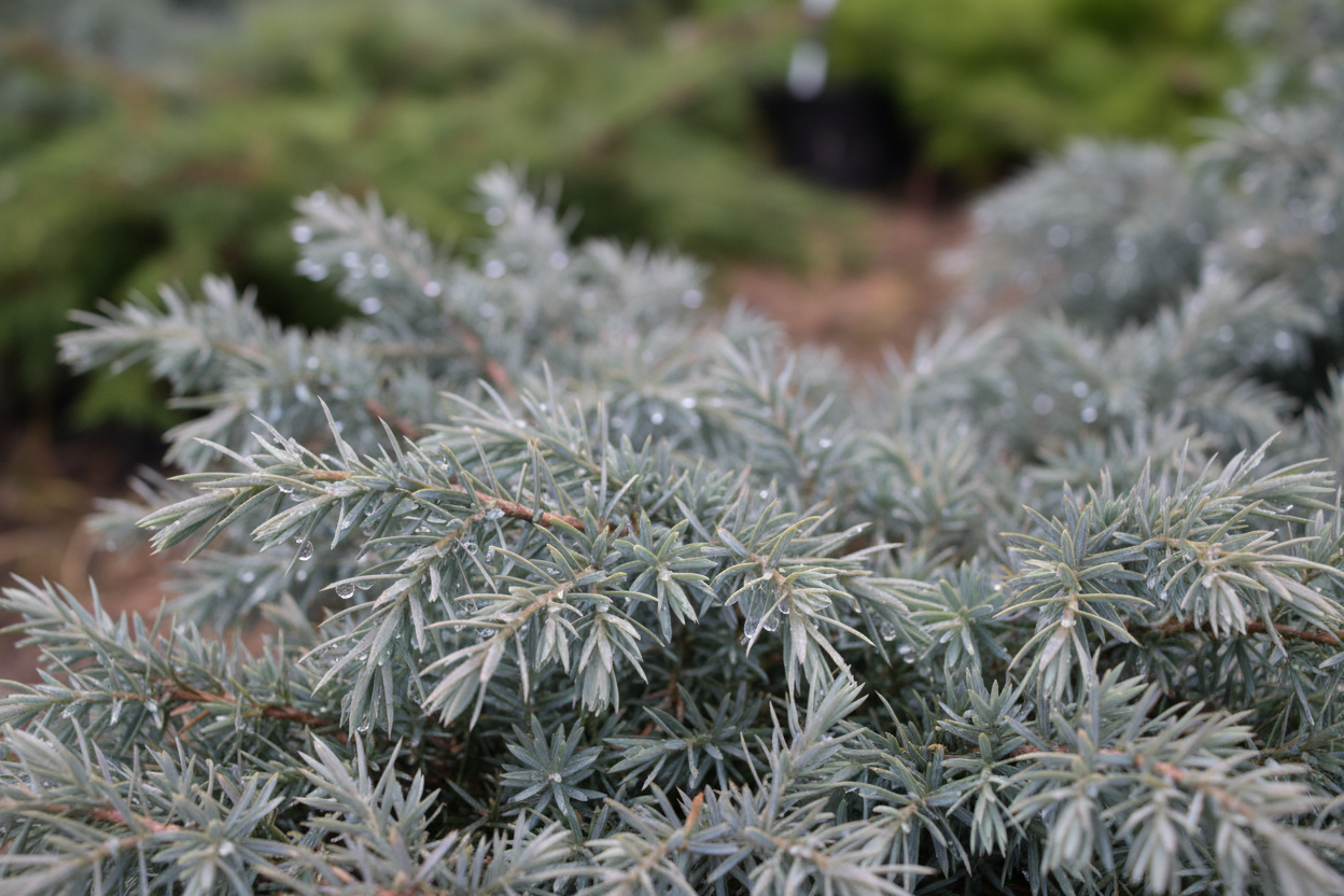 Teppichwacholder Blue Chip blaugrau Bodendecker immergrün Malsch Karlsruhe Baumschule Kurrle